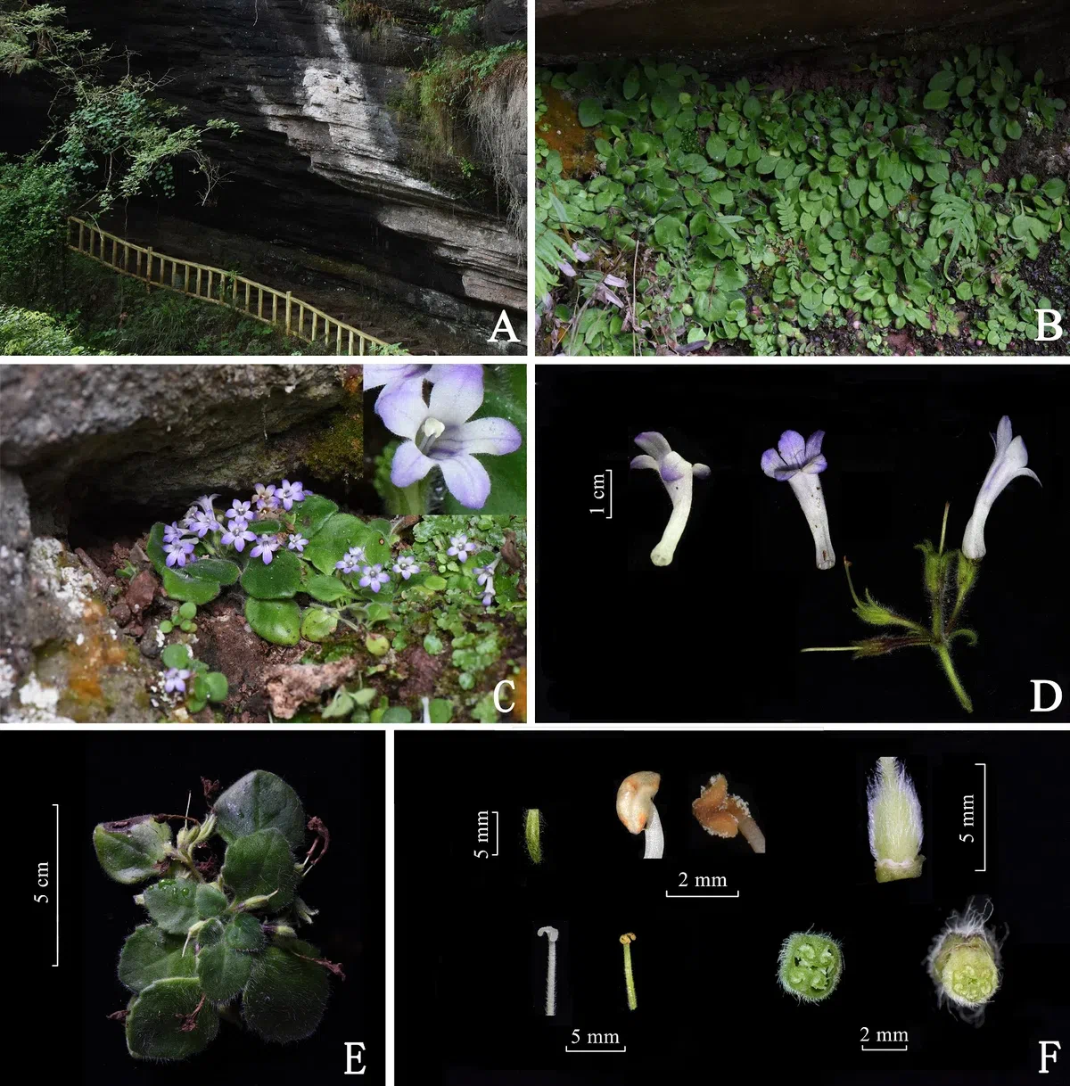 ​​The newest published taxa and newest record of Gesneriaceae from China before 31 December 2019 (20)