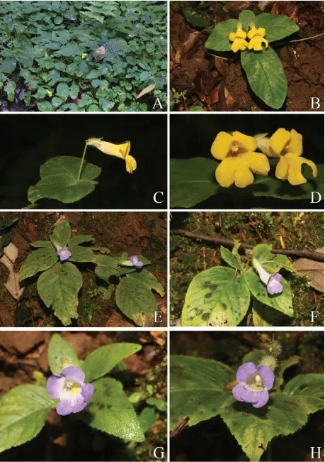 2019年度发表的苦苣苔科植物新种、新分类群和分布新记录（22）