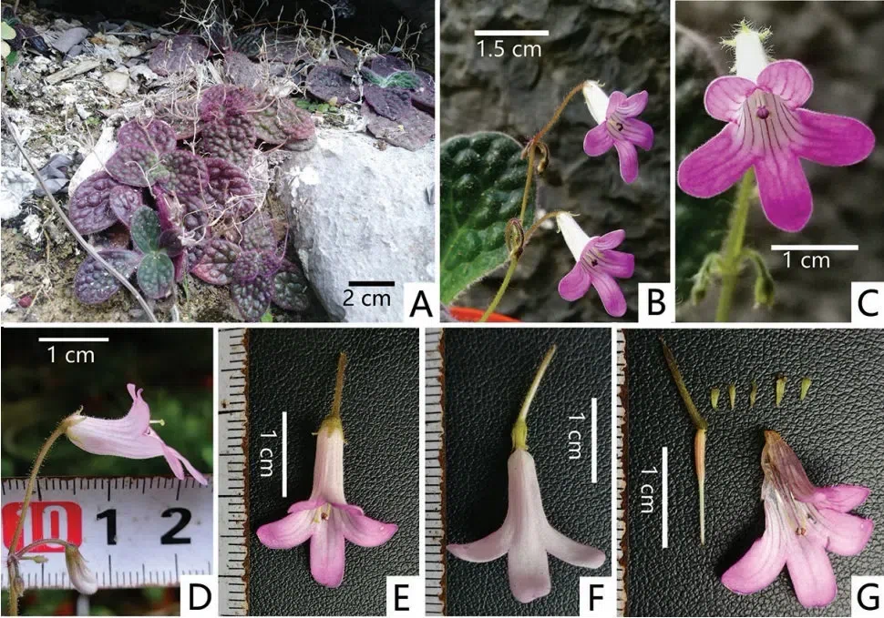 2019年度发表的苦苣苔科植物新种、新分类群和分布新记录（18）