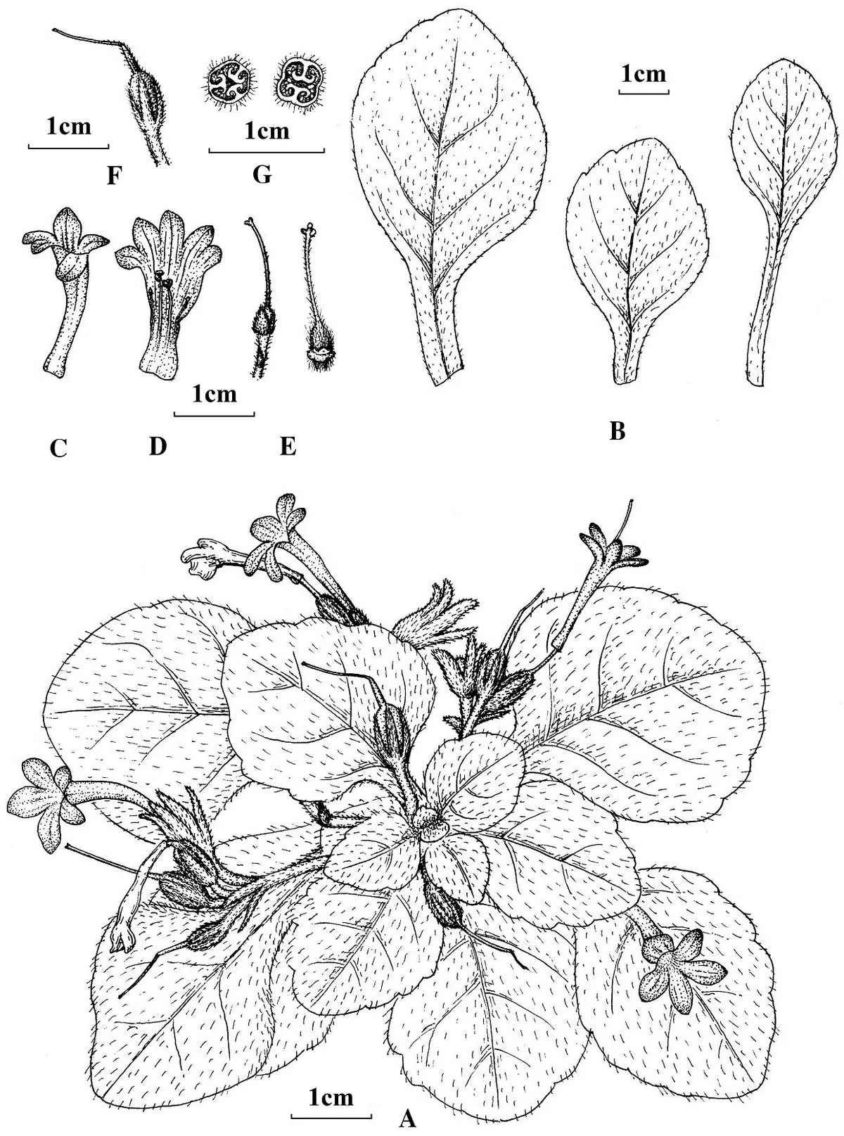 ​​The newest published taxa and newest record of Gesneriaceae from China before 31 December 2019 (20)