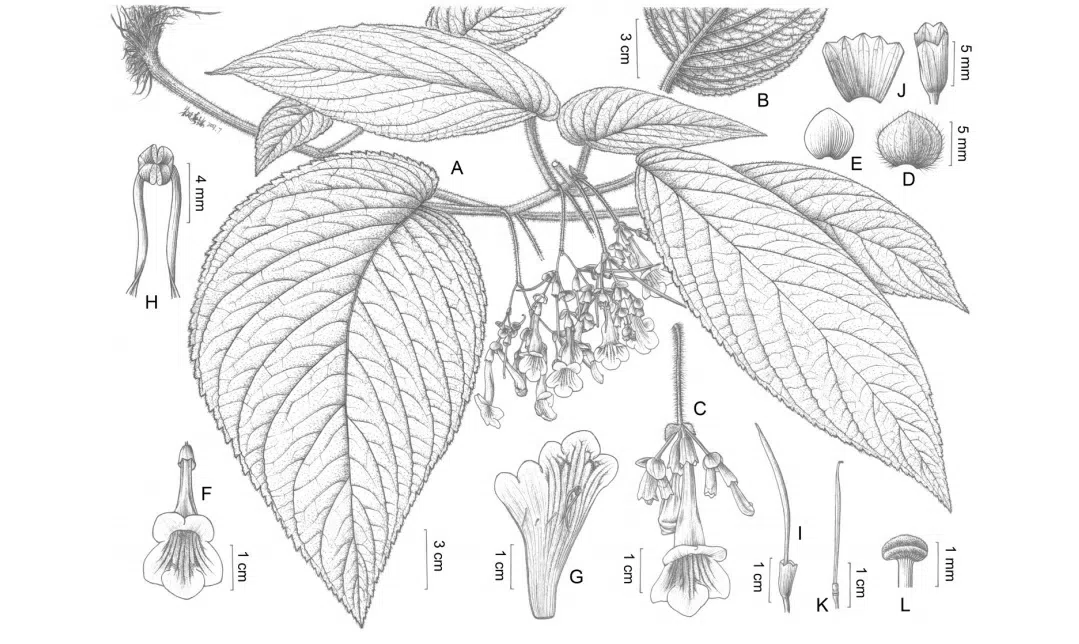 2019年度发表的苦苣苔科植物新种、新分类群和分布新记录（22）