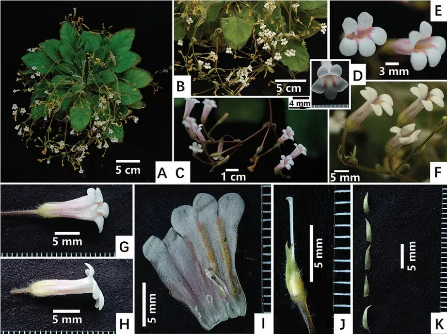 2019年度发表的苦苣苔科植物新种、新分类群和分布新记录（18）