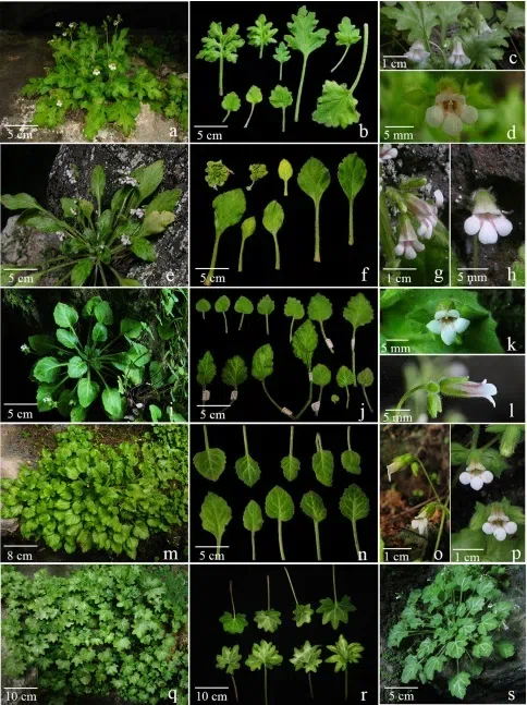 2019年度发表的苦苣苔科植物新种、新分类群和分布新记录（24）