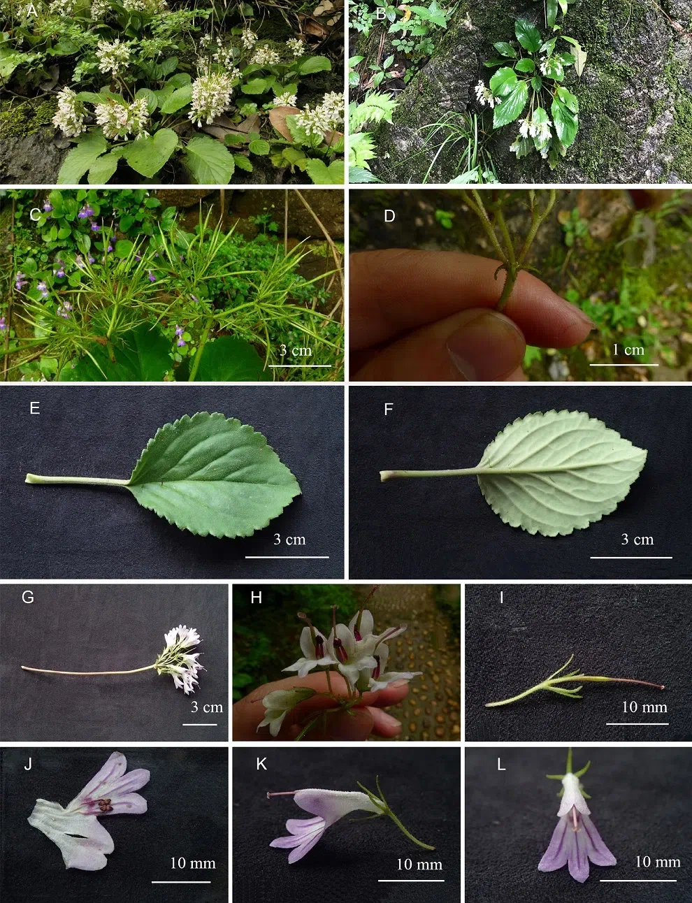 2019年度发表的苦苣苔科植物新种、新分类群和分布新记录（21）