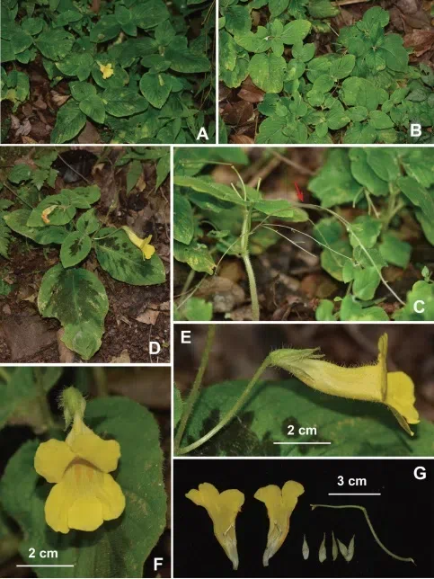 2019年度发表的苦苣苔科植物新种、新分类群和分布新记录（22）