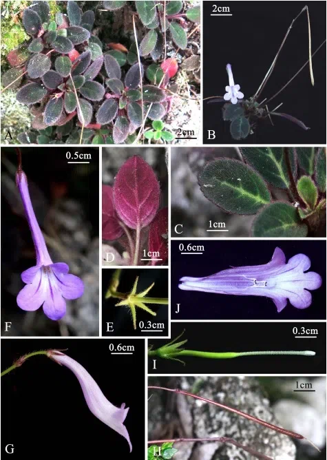 2019年度发表的苦苣苔科植物新种、新分类群和分布新记录（19）