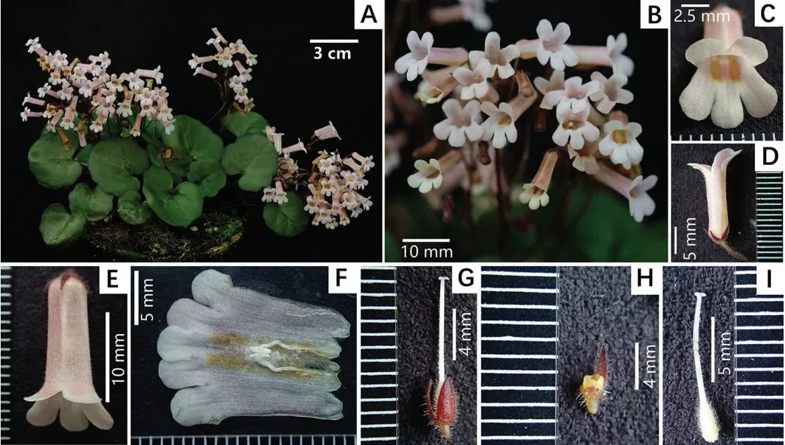 The newest published taxa and newest record of Gesneriaceae from China before 31 December 2019 (18)