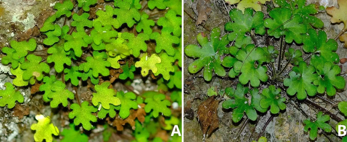 2019年度发表的苦苣苔科植物新种、新分类群和分布新记录（15）