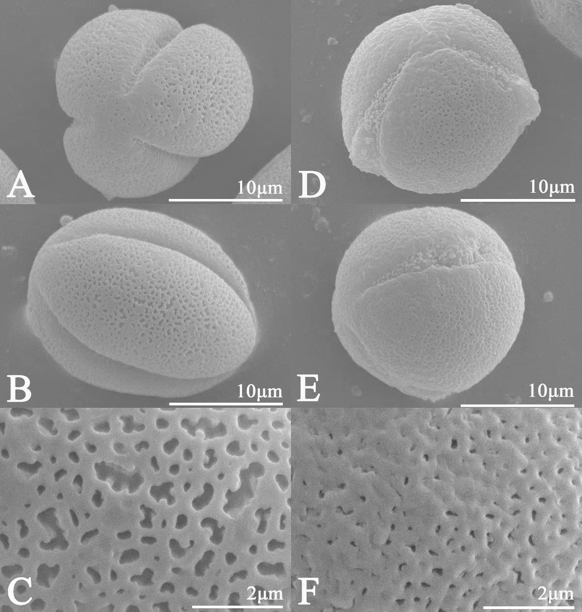 The newest published taxa and newest record of Gesneriaceae from China before 31 December 2019 (16)