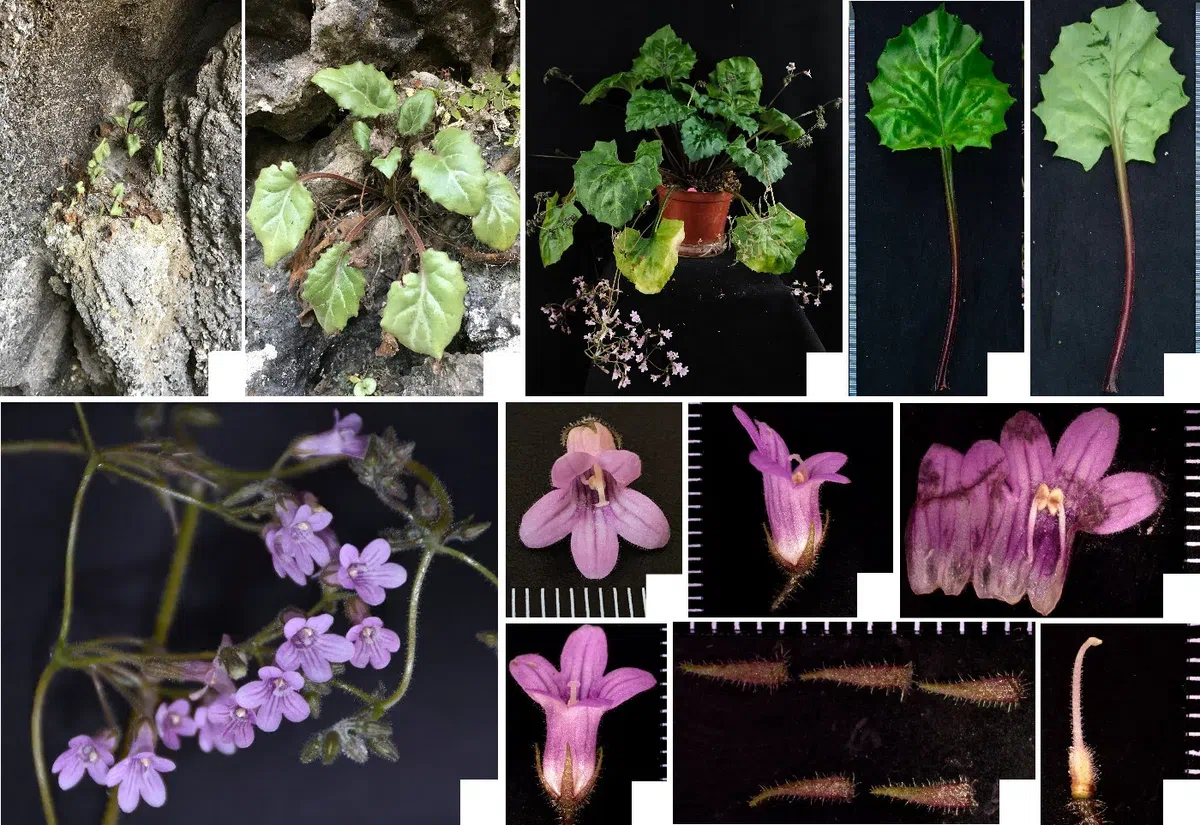 The newest published taxa and newest record of Gesneriaceae from China before 31 December 2019 (18)