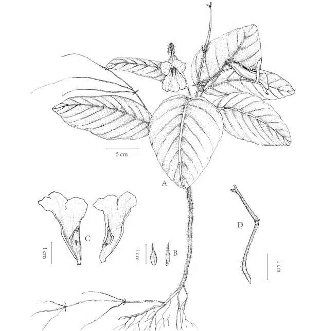 The newest published taxa and newest record of Gesneriaceae from China before 31 December 2019 (22)