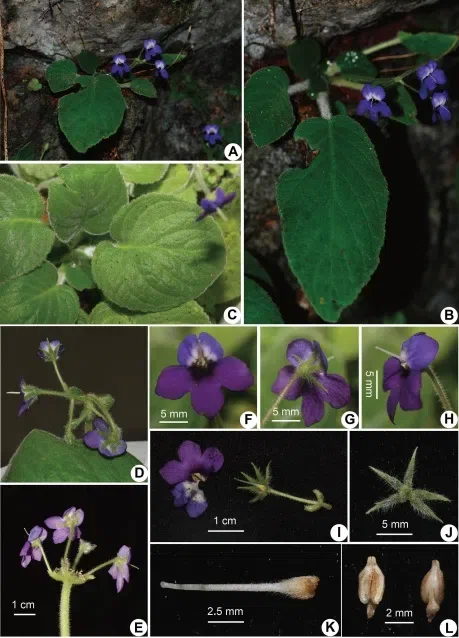 The newest published taxa and newest record of Gesneriaceae from China before 31 December 2019 (22)