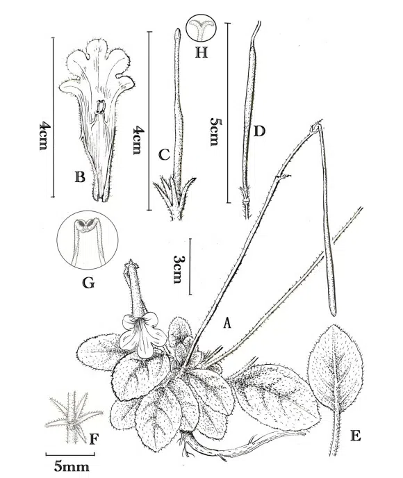 The newest published taxa and newest record of Gesneriaceae from China before 31 December 2019 (17)