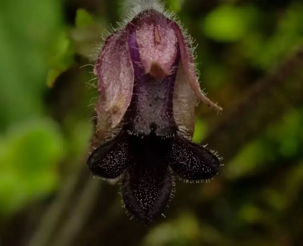 The checklist of Chinese Gesneriaceae has been updated!