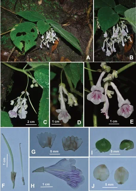 2019年度发表的苦苣苔科植物新种、新分类群和分布新记录（22）