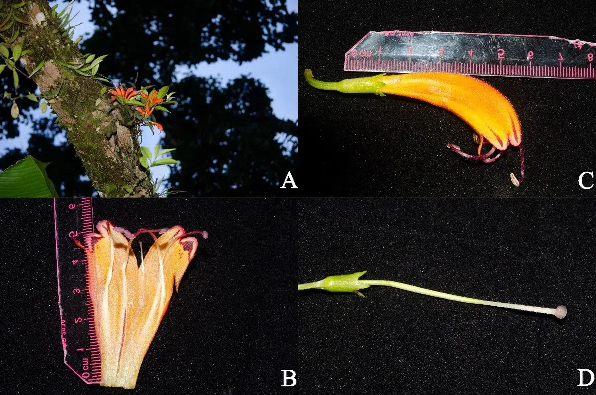 2019年度发表的苦苣苔科植物新种、新分类群和分布新记录（16）