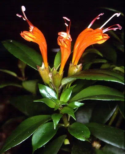 The newest published taxa and newest record of Gesneriaceae from China before 31 December 2019 (16)