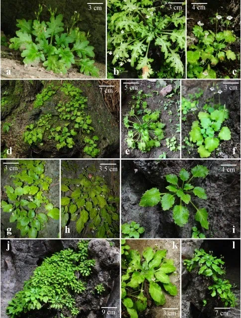 2019年度发表的苦苣苔科植物新种、新分类群和分布新记录（24）