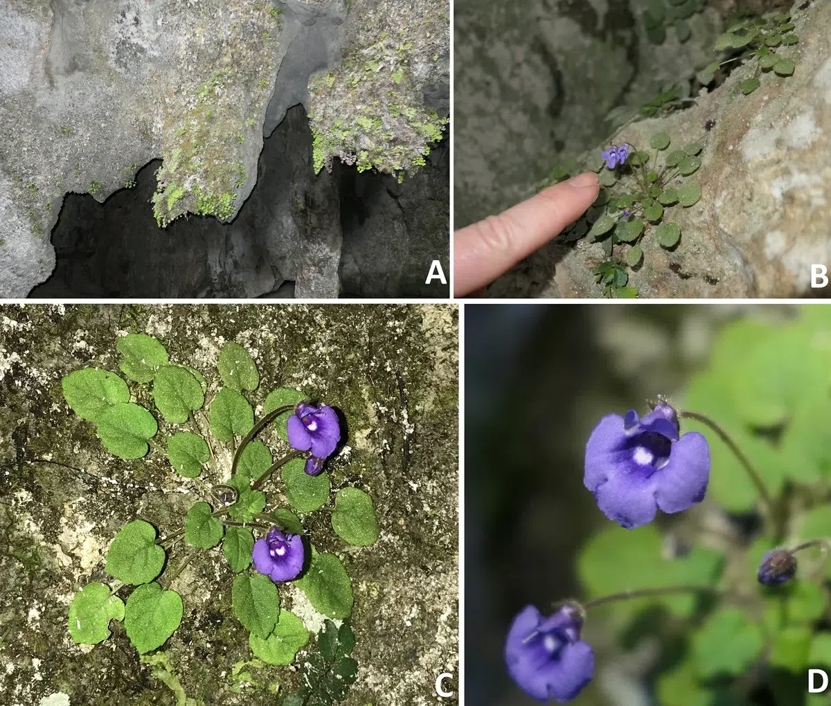 The newest published taxa and newest record of Gesneriaceae from China before 31 December 2019 (15)