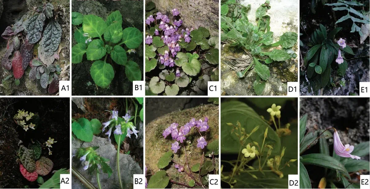 The newest published taxa and newest record of Gesneriaceae from China before 31 December 2019 (18)