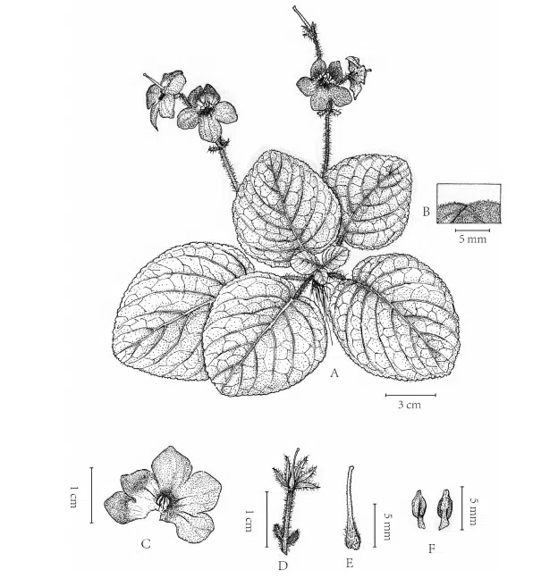 The newest published taxa and newest record of Gesneriaceae from China before 31 December 2019 (22)