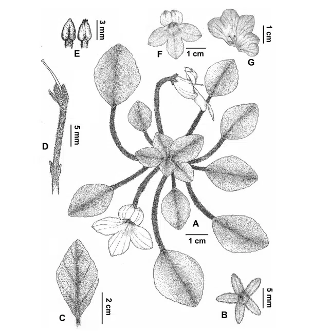 2019年度发表的苦苣苔科植物新种、新分类群和分布新记录（22）