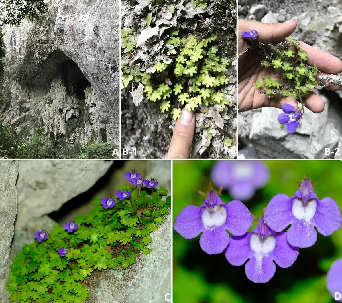 The newest published taxa and newest record of Gesneriaceae from China before 31 December 2019 (15)