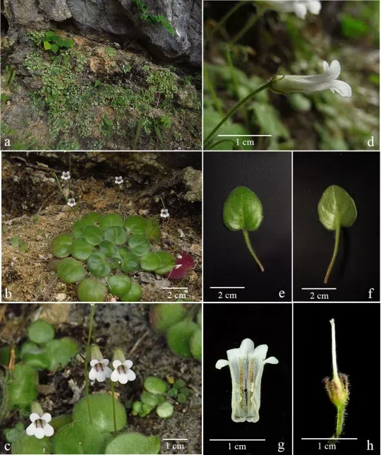 2019年度发表的苦苣苔科植物新种、新分类群和分布新记录（24）