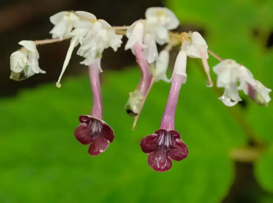 The checklist of Chinese Gesneriaceae has been updated!