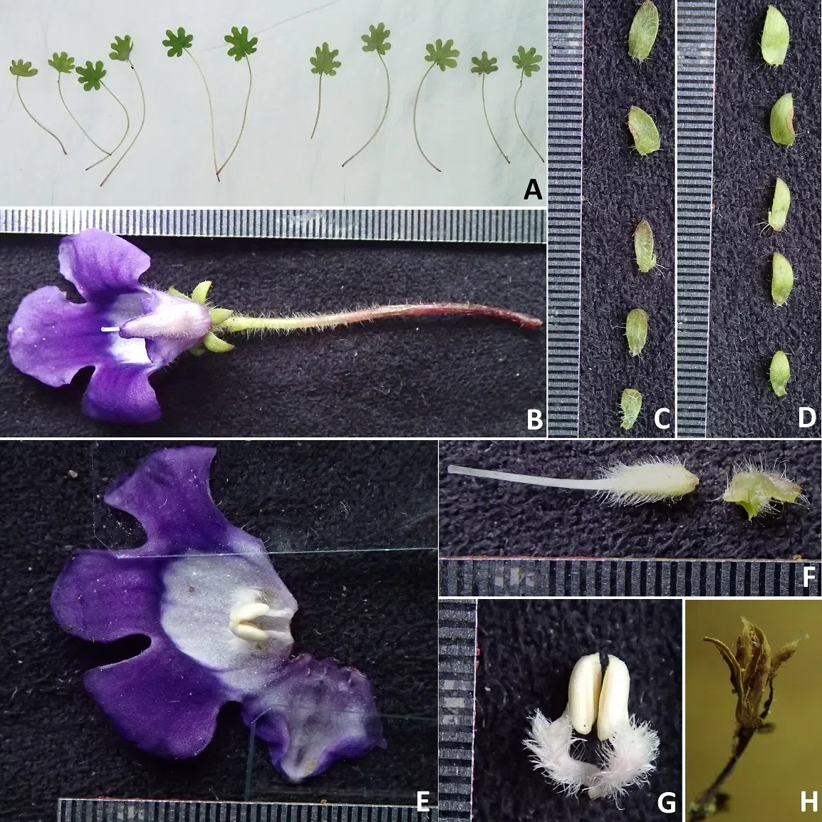 The newest published taxa and newest record of Gesneriaceae from China before 31 December 2019 (15)