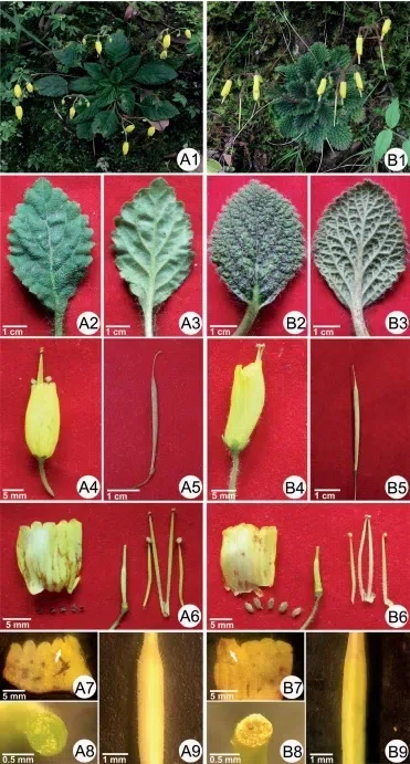 2019年度发表的苦苣苔科植物新种、新分类群和分布新记录（29）