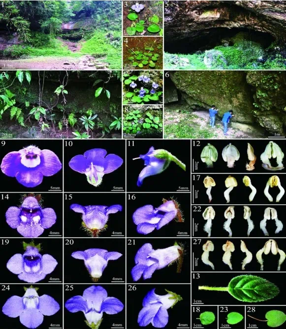 ​​The newest published taxa and newest record of Gesneriaceae from China before 31 December 2019 (26)