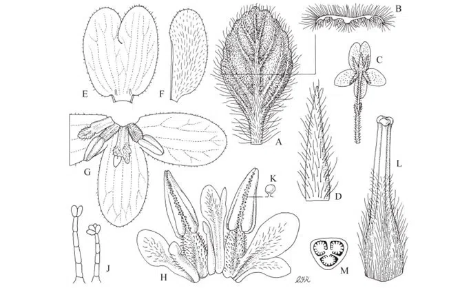 The newest published taxa and newest record of Gesneriaceae from China before 31 December 2019 (25)