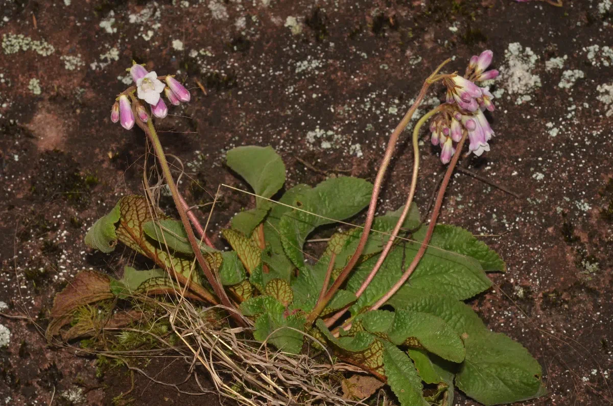 2019年度发表的苦苣苔科植物新种、新分类群和分布新记录（32）