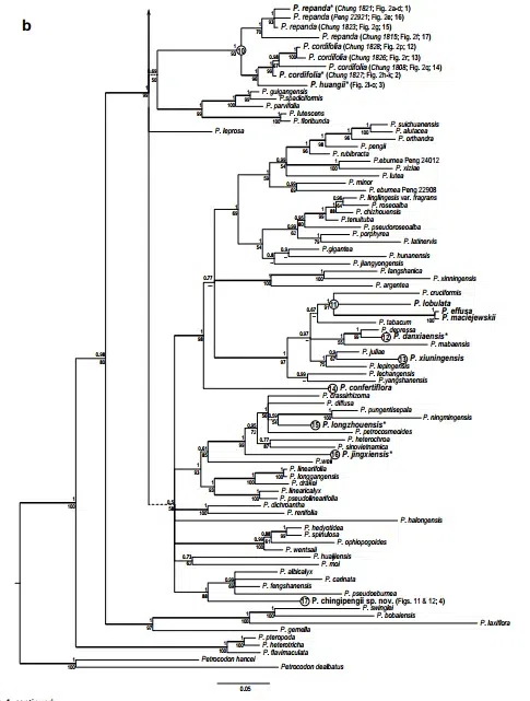 The newest published taxa and newest record of Gesneriaceae from China before 31 December 2019 (24)