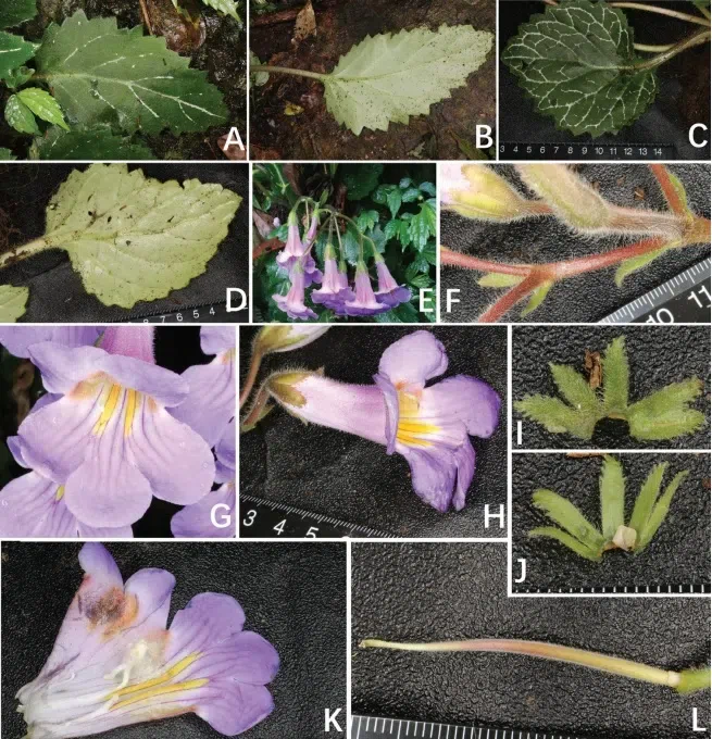 2019年度发表的苦苣苔科植物新种、新分类群和分布新记录（28）