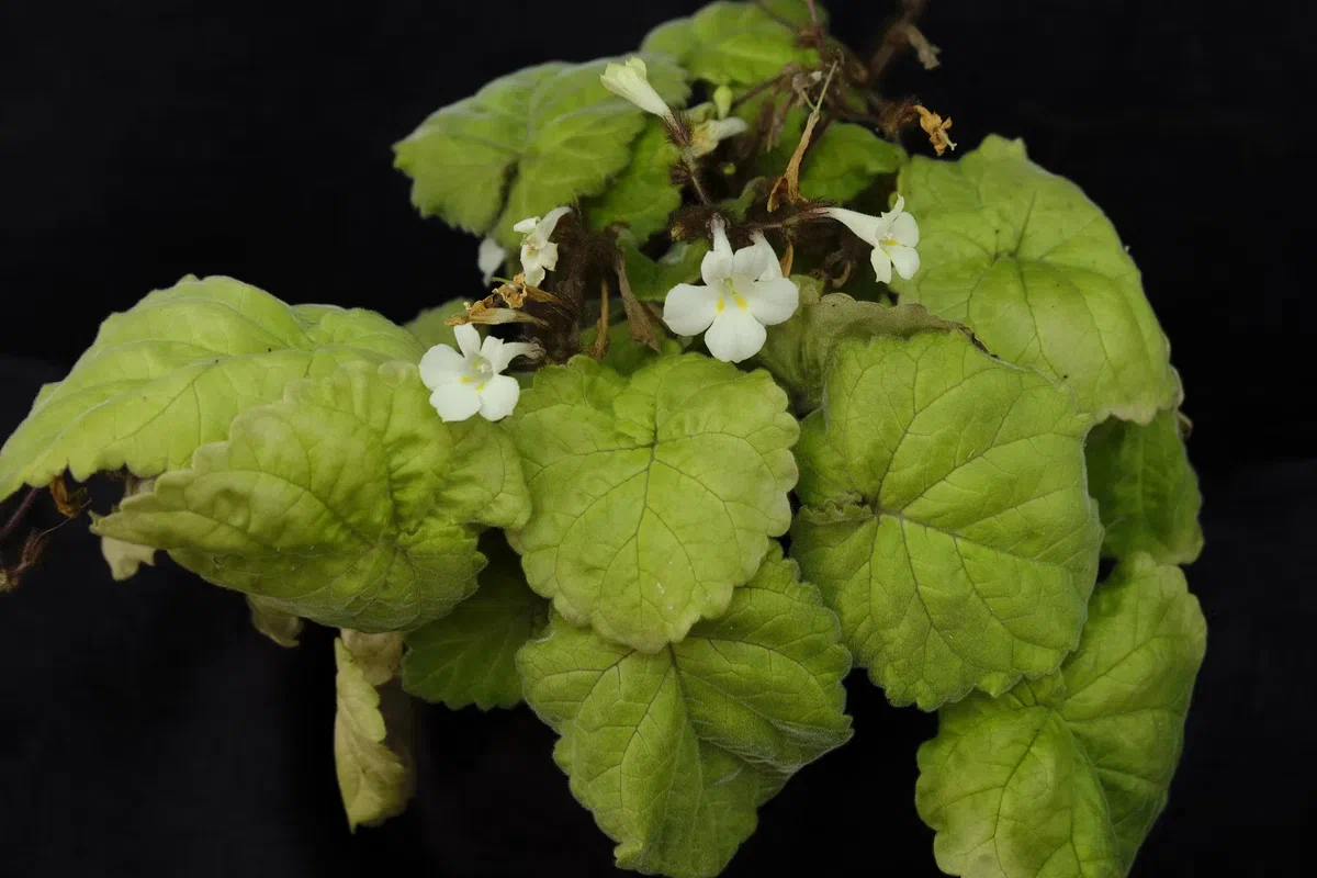 The newest published taxa and newest record of Gesneriaceae from China before 31 December 2019 (31)