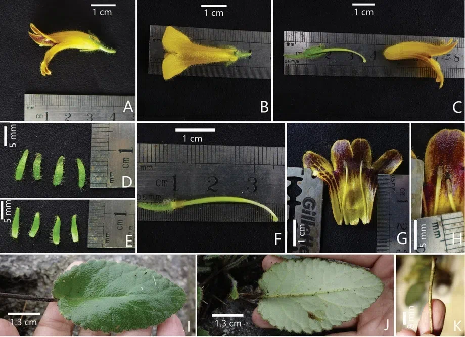 The newest published taxa and newest record of Gesneriaceae from China before 31 December 2019 (27)