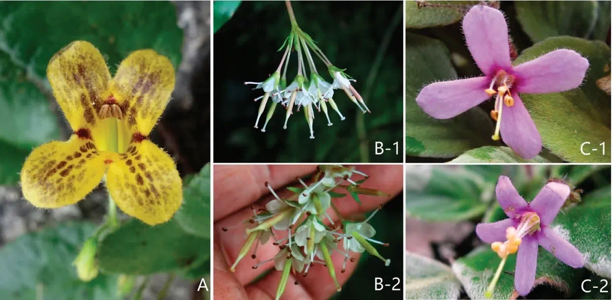 The newest published taxa and newest record of Gesneriaceae from China before 31 December 2019 (27)