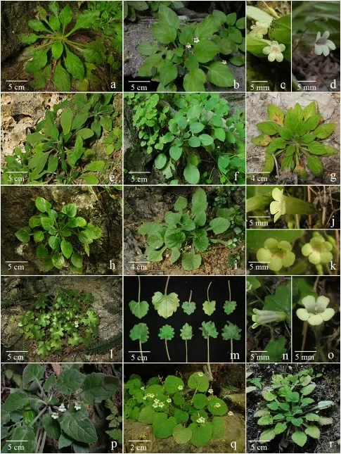 The newest published taxa and newest record of Gesneriaceae from China before 31 December 2019 (24)