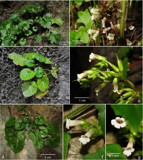 The newest published taxa and newest record of Gesneriaceae from China before 31 December 2019 (24)