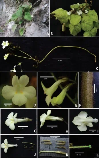 2019年度发表的苦苣苔科植物新种、新分类群和分布新记录（31）