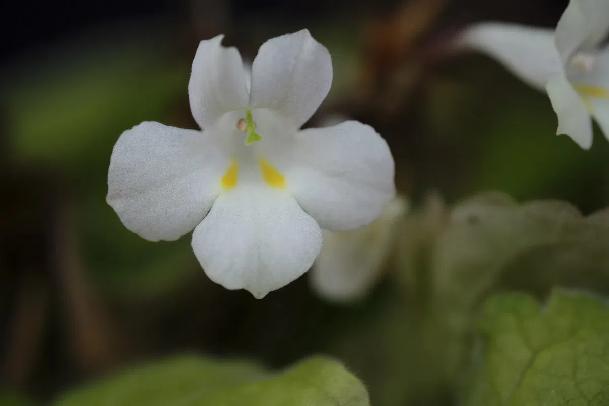 The newest published taxa and newest record of Gesneriaceae from China before 31 December 2019 (31)