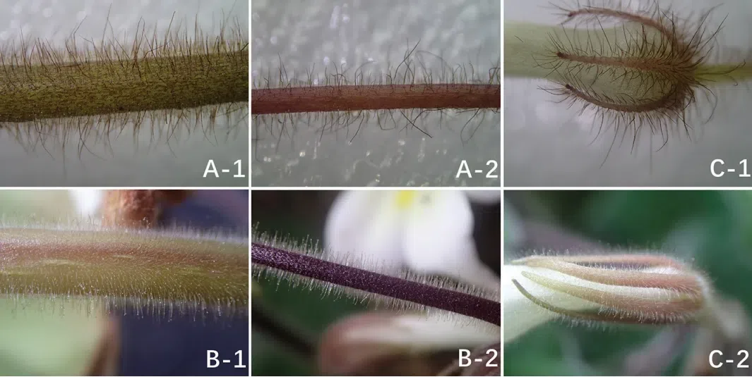 The newest published taxa and newest record of Gesneriaceae from China before 31 December 2019 (31)