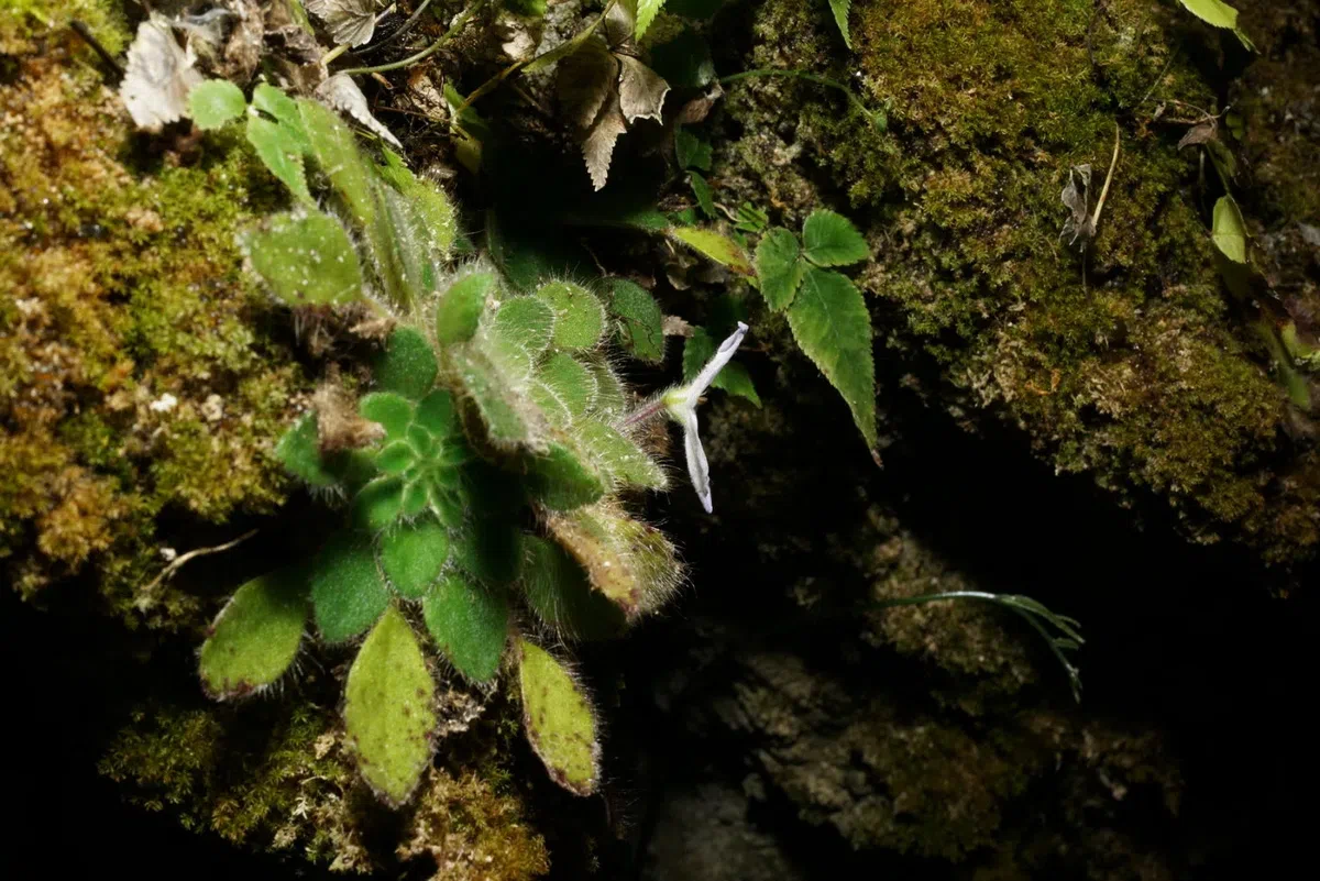 The newest published taxa and newest record of Gesneriaceae from China before 31 December 2019 (25)