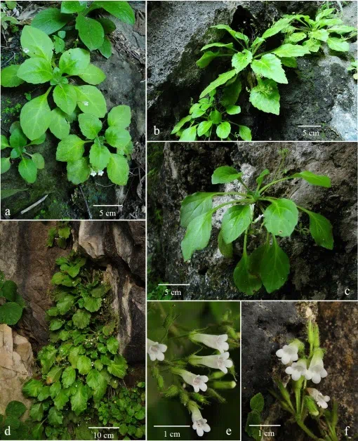 The newest published taxa and newest record of Gesneriaceae from China before 31 December 2019 (24)