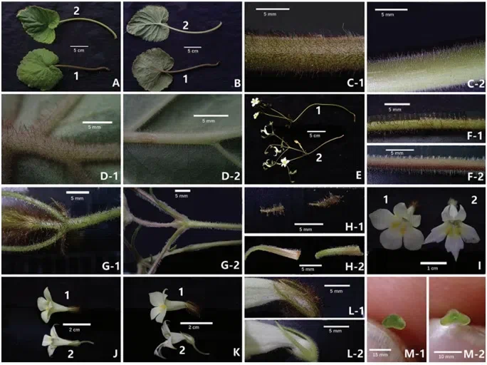 The newest published taxa and newest record of Gesneriaceae from China before 31 December 2019 (31)