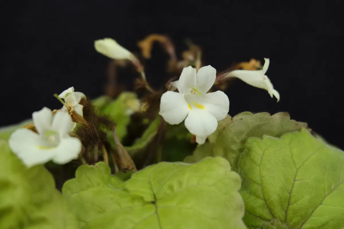 The newest published taxa and newest record of Gesneriaceae from China before 31 December 2019 (31)