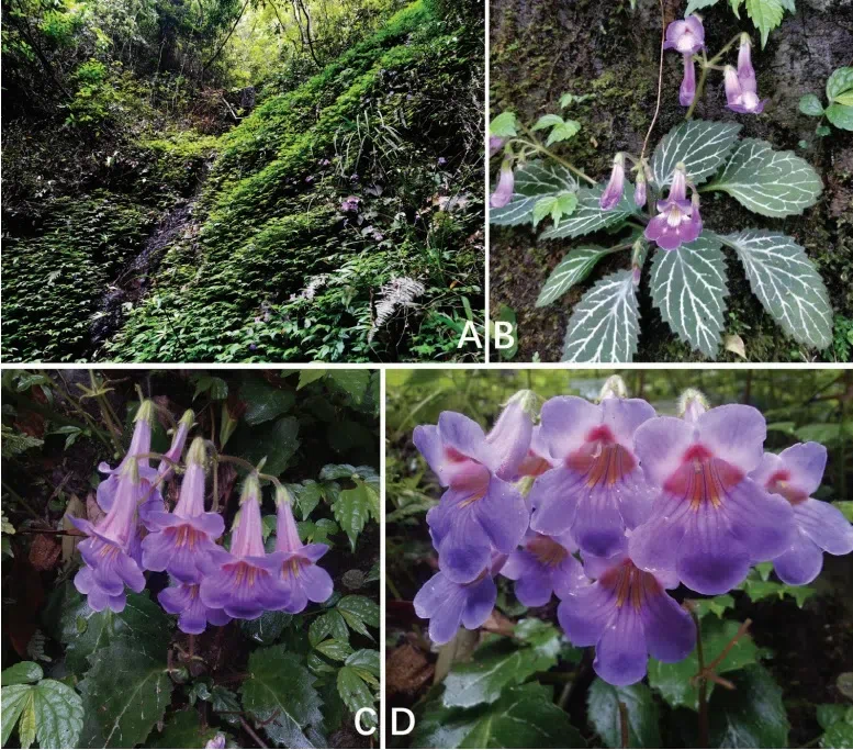 2019年度发表的苦苣苔科植物新种、新分类群和分布新记录（28）