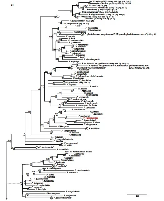 The newest published taxa and newest record of Gesneriaceae from China before 31 December 2019 (24)